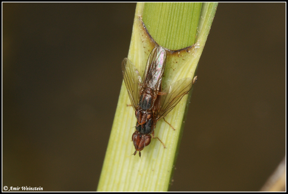 Diptera d''Israele